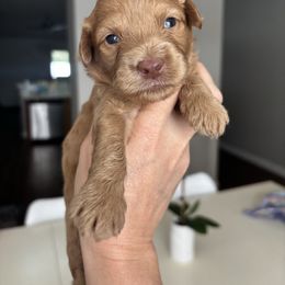 Rojo - Red tri-color male Aussiedoodle puppy in Weeki Wachee, Florida from Pawprint Dreams Boarding and Kennel