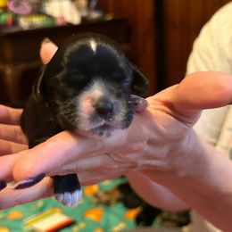 Royalty - Black and white male Cocker Spaniel puppy in Columbia, South Carolina from Fleur de Lis Cockers- Cuchna Cockers