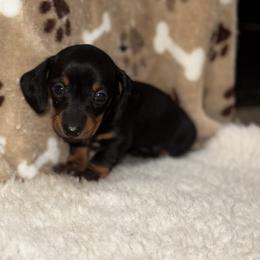 AKC Letty - Black and tan female Dachshund puppy in Indiana from Dani’s Darling Doxies