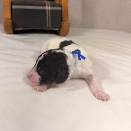 Donner - Parti male Poodle puppy in Luana, Iowa from Country View Bernedoodles and Goldendoodles