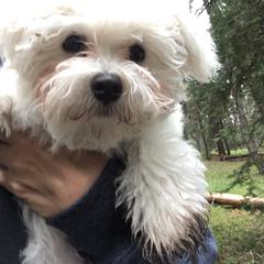 Bolognese Puppies from Mesilla Valley Bolognese