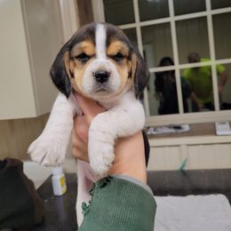 Beagle and Pembroke Welsh Corgi Puppies from Country Acres Farm