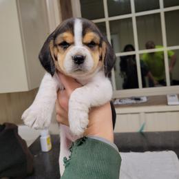 Beagle and Pembroke Welsh Corgi Puppies from Country Acres Farm