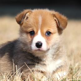 Rhett - Red male Pembroke Welsh Corgi puppy in Fort Madison, Iowa from Bellwether Acres
