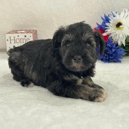 Marsha Male 5 - Salt and pepper male Miniature Schnauzer puppy in Pageland, South Carolina from New Haven Farms