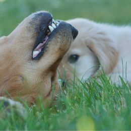 Golden Retriever Puppies from GC Goldens