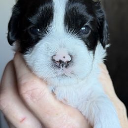 Tinsel - Black and white female Cavapoo puppy in Tucson, Arizona from Adored Poodle & Doodles