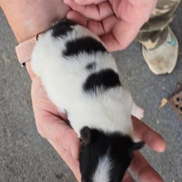 Girl 1 - White black and tan female Papillon puppy in Forest City, North Carolina from Eastern Papillions