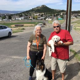 Golden Retriever Puppies from Snow Walker Goldens