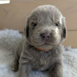 Orange Boy - Beige male Newfoundland puppy in Independence, Missouri from K & L Ranch