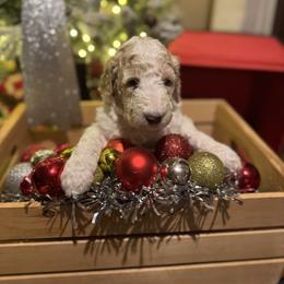 Bernedoodle and Double Doodle Puppies from ETX Dandy Doodle