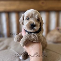 Teddy - Cream male Goldendoodle puppy in Rienzi, Mississippi from Saddle Hill Farms