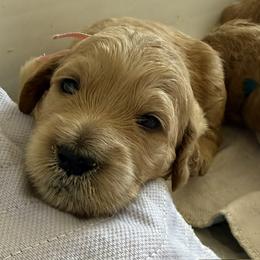 PENELOPE - Red  female Goldendoodle puppy in Porter Ranch, California from Jasperdoodle.com