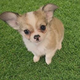 Chihuahua Puppies from Hart's Chihuahuas