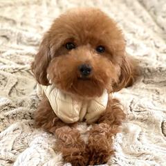 Ginger - Poodle
