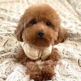 Ginger - Poodle