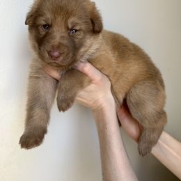 German Shepherd Puppies from Scenic City Shepherds