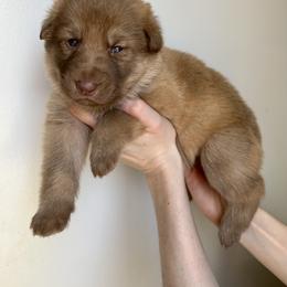 German Shepherd Puppies from Scenic City Shepherds