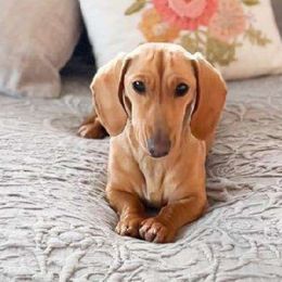Luna - Dachshund