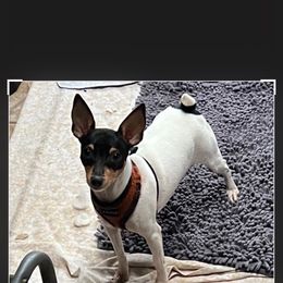 Squeakie - Toy Fox Terrier