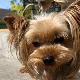 Gracie - Yorkshire Terrier