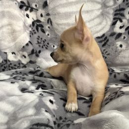 Juniper - Red and white Chihuahua puppy in Sherwood, Arkansas from Bartelt Breeders