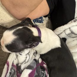 Purple - Black brindle and white female Boston Terrier puppy in Goshen, Ohio from Washburns bostons