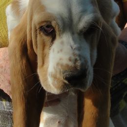 Basset Hound Puppies from Sandie Roush