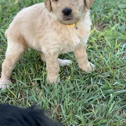 Goldendoodle Puppies from Izzy's Doodles