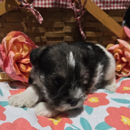 Lilo - Parti female Miniature Schnauzer puppy in Elgin, Iowa from Firefly Stables