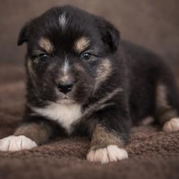Boy black Tri 2 - Black tri male Miniature Australian Shepherd puppy in Danville, Alabama from A&L Farms