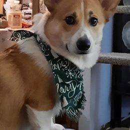 Pembroke Welsh Corgi Puppies from Gary's Pembroke Welsh Corgis