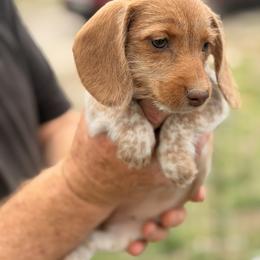 Bobbi - Dapple female Dachshund puppy in Marshfield, Missouri from WH Hounds