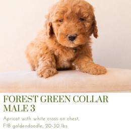 Aussiedoodle and Goldendoodle Puppies from Ever After Doodles Arizona