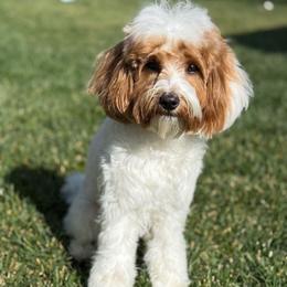 Ruby - Cavapoo