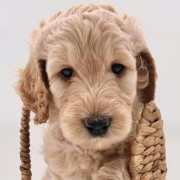 Goldendoodles from Happily Ever Doodles and Poodles