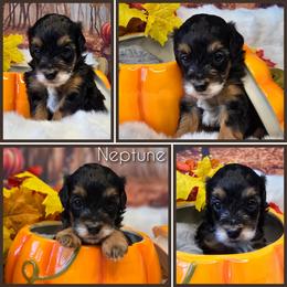 Neptune - Black tri-color male Aussiedoodle puppy in Prescott Valley, Arizona from Ramirez Family Doodles