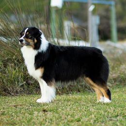 Sierra - Australian Shepherd