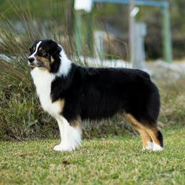 Sierra - Australian Shepherd
