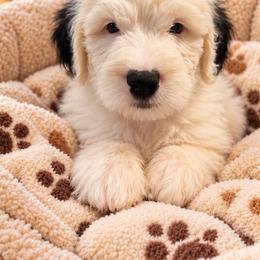 Green - Gray and white male Old English Sheepdog puppy in Iowa from Midwest Puppy Paws