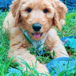 Bernedoodle and Goldendoodle Puppies from Sukisdoodles