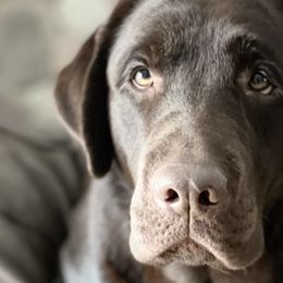 Labrador Retrievers from McCabe Creek Labradors