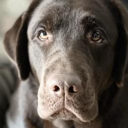 Labrador Retrievers from McCabe Creek Labradors