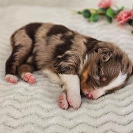 Raider - Red merle male Australian Shepherd puppy in Mountain Grove, Missouri from K Bar H Farms