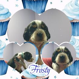 Frosty - Black white and tan male English Springer Spaniel puppy in Westover, Maryland from Sterling's springer Haven