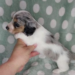 GERARD - Dapple male Dachshund puppy in Swink, Oklahoma from Palali Farm