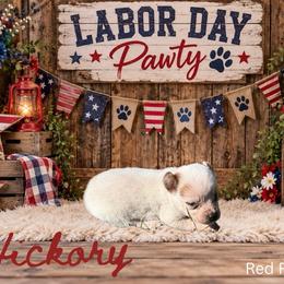 Hickory - Red speckled female Australian Cattle Dog puppy in Oronogo, Missouri from Dutton's Show Me Farms