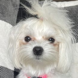Maltese, Maltipoos, and Poodles from Toy Poodles And Maltese Of Florida