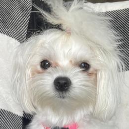 Maltese, Maltipoos, and Poodles from Toy Poodles And Maltese Of Florida