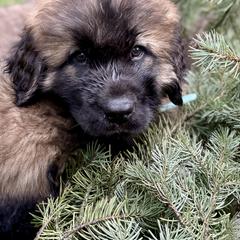 Leonberger Puppies from Tir na nOg Leonbergers